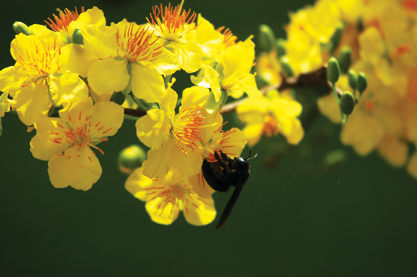 Việt Nam – Miền đất của hoa và tình yêu